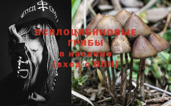 дурь Бородино